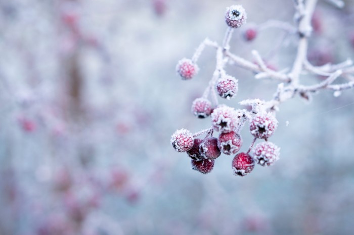 Pleasure and the erotic in a time of emotional winter