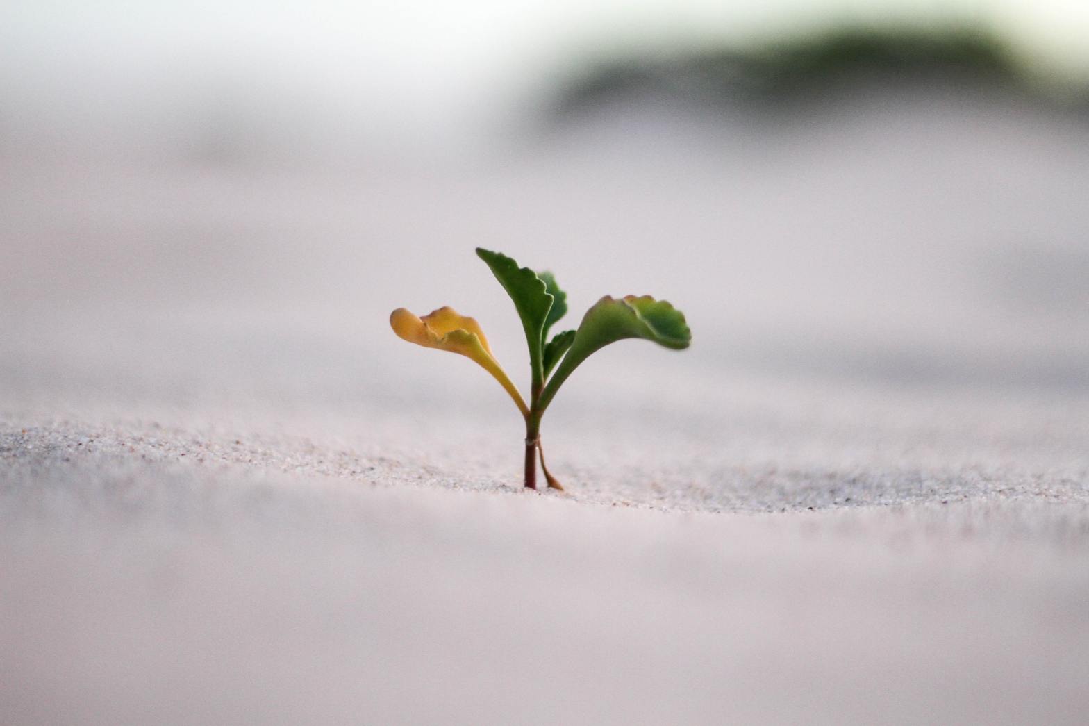 Understanding and Working with Sexual Trauma
